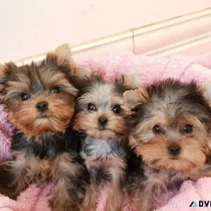Yorkshire Terrier Puppies for sale