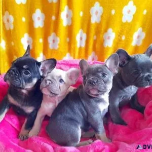 Adorable French Bulldog Puppies for sale