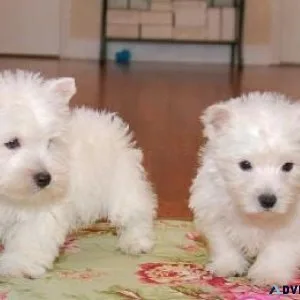 Adorable West Highland White Terrier puppies