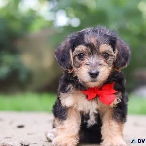 Home raised Yorkie Poo puppies ready