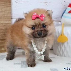 CKC Teacup Pomeranian Puppies for sale
