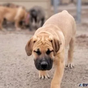 Well Socialized South African Boerboel puppies