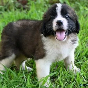 Lovely Saint Bernard puppies for lovely homes