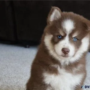 Adorable Pomsky puppies for sale