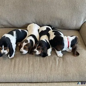 Bassett Hound Puppies