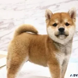 Gorgeous Shiba Inu puppies for lovely homes