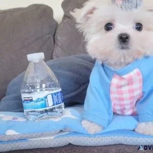 AKC reg Teacup Maltese Puppies for sale