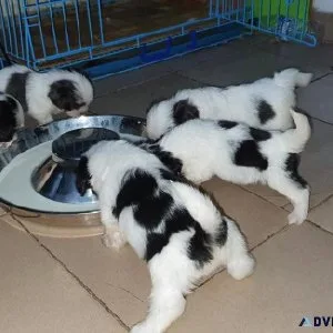 Buy Lhasa Apso Puppy male and female