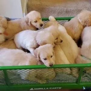 AKC Golden Retriever puppies girls and boys available
