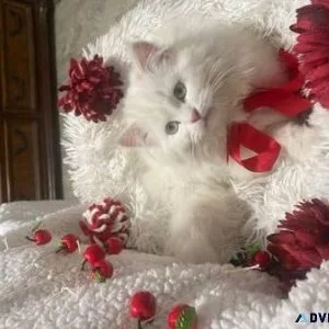 Persiann Cat s doll face