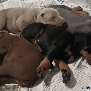 AKC Doberman Darlings
