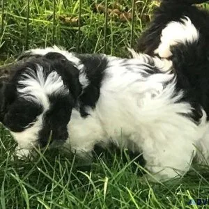 Well Socialized Shihpoo puppies Available