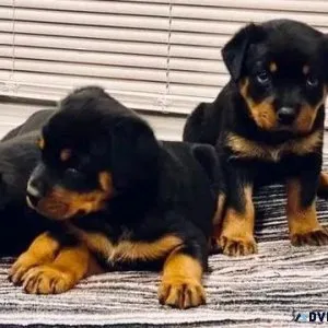 Rottweiler puppies are available for sale