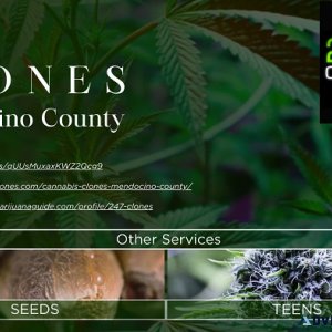 Clones Mendocino County