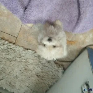 Puppy