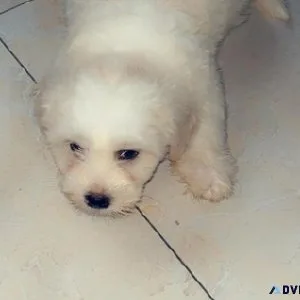 LHASA PUPPIES FOR SALE