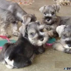 Home raised Miniature Schnauzer puppies