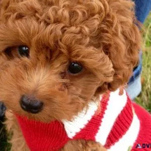 Elegant Teacup Poodle Pups