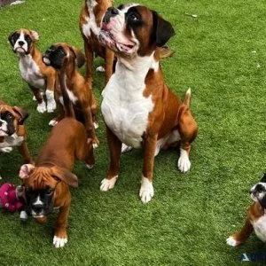 AKC Boxer puppies girls and boys