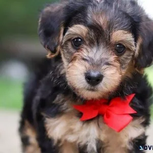 Gorgeous Yorkie Poo puppies for sale