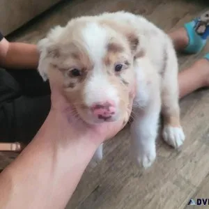 Australian shepherd