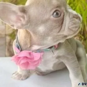 Beautiful Female French Bulldog