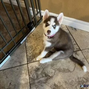 Siberian Husky puppies for sale