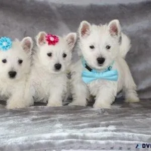 AKC West Highland White Terrier puppies for sale