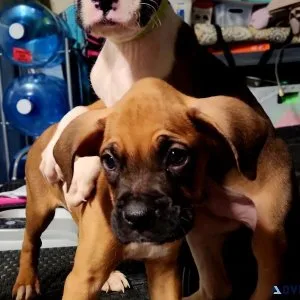American boxer puppies