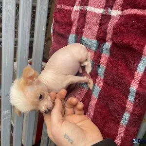 Hairless Chinese Crested