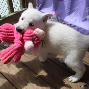 Home raised White German Shepherd puppies for sale