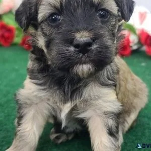 Maltipoo puppies