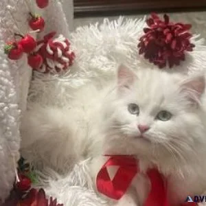 Persian Cat doll face