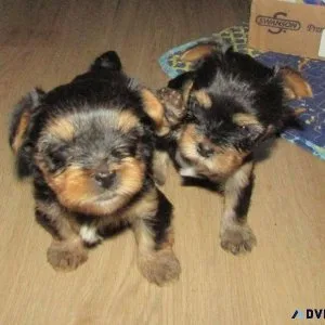 Top home raised Tiny Yorkie puppies for sale