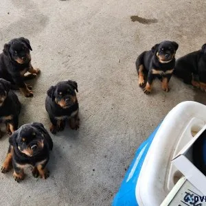 Rottweiler puppies AKC 6weeks