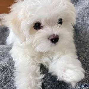 2 Maltese Puppies for sale