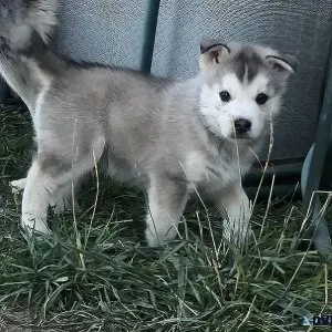 Husky puppy