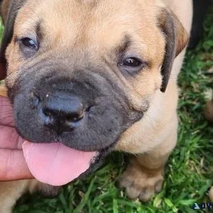 BOERBOEL PUPPY 2 MONTHS OLD