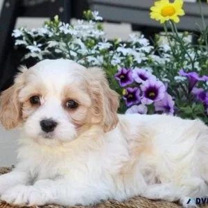 Cavachon Puppies