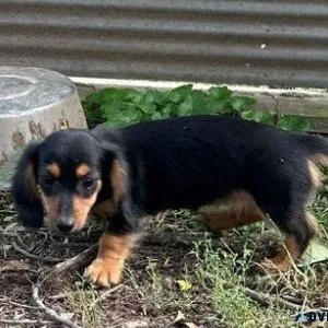 beautiful Dachshund puppies for sale