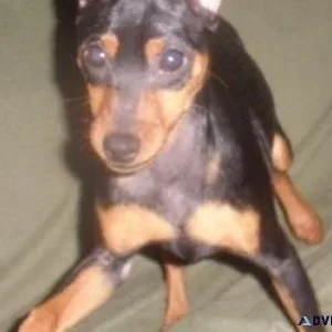 Home raised Miniature Pinscher Puppies Available.