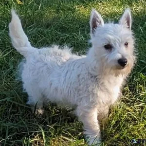 West Highland White Terrier