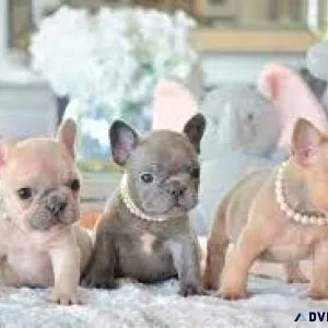 Jovial AKC French Bulldogs