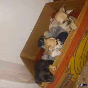 Chihuahua puppies