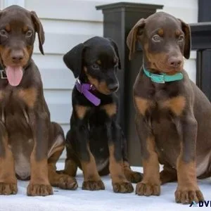 Top home raised Doberman Pinscher puppies