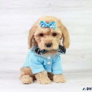Rare Cockapoo Puppy