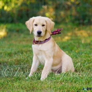Adorable Goldendoodle Puppies for Sale in Indiana