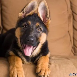Pet ads