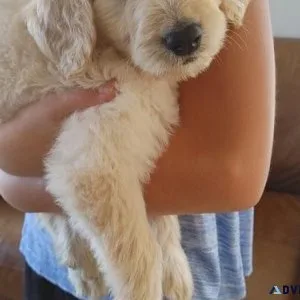 Healthy Goldendoodle puppies available.