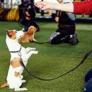 Dog Training in chennai